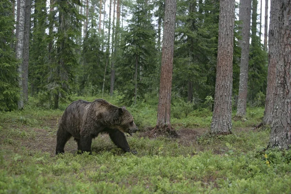Europäischer Braunbär, ursus arctos arctos — Stockfoto