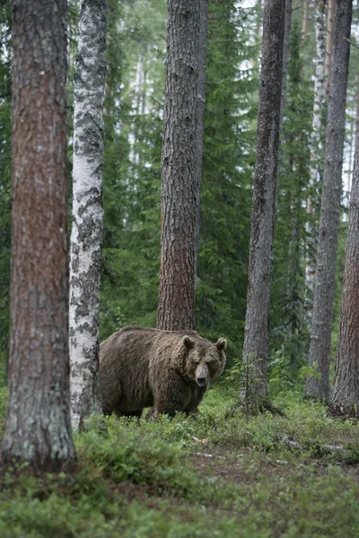 Oso pardo europeo, Ursus arctos arctos — Foto de Stock