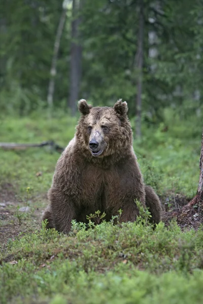 Ours brun d'Europe, Ursus arctos arctos — Photo