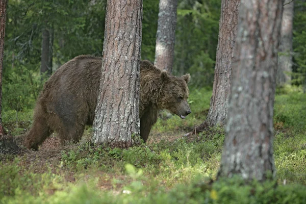 Europeisk brunbjörn, ursus arctos arctos — Stockfoto