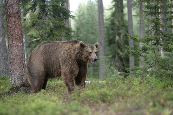 Európai barna medve, ursus arctos arctos — Stock Fotó