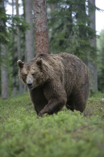 Europese bruine beer, de ursus arctos arctos — Stockfoto