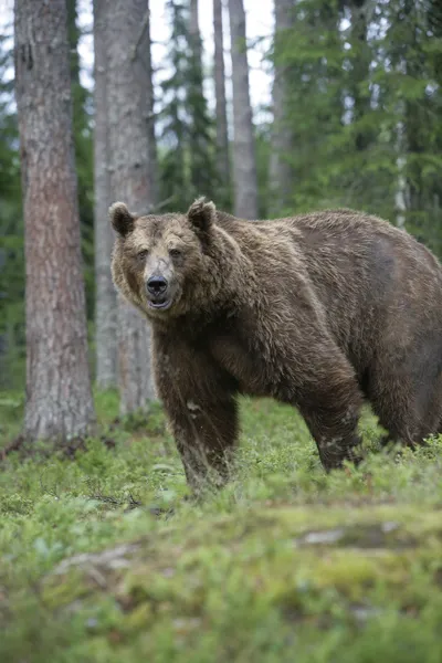 Europese bruine beer, de ursus arctos arctos — Stockfoto