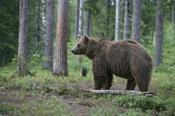 Europäischer Braunbär, ursus arctos arctos — Stockfoto