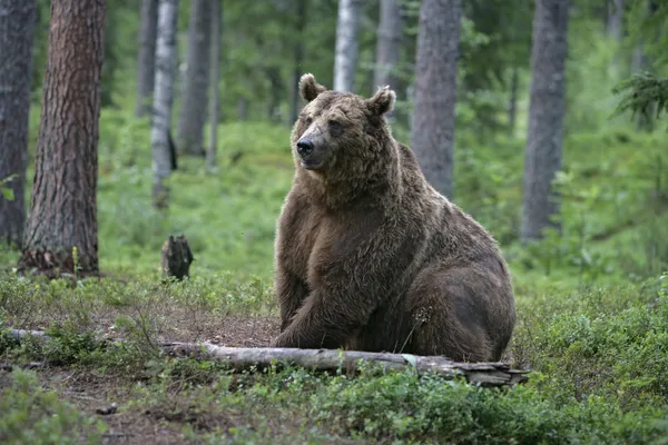 European brown bear, Ursus arctos arctos — Stock Photo, Image