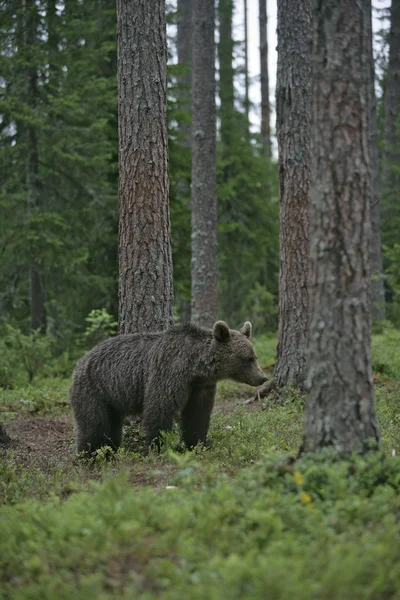 Evropské medvěd hnědý ursus arctos arctos — Stock fotografie