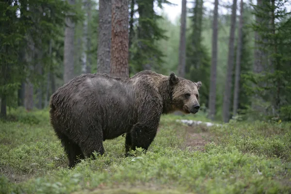 Urso pardo europeu, Ursus arctos arctos — Fotografia de Stock