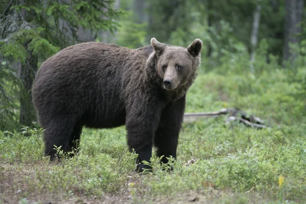 Urso pardo europeu, Ursus arctos arctos — Fotografia de Stock