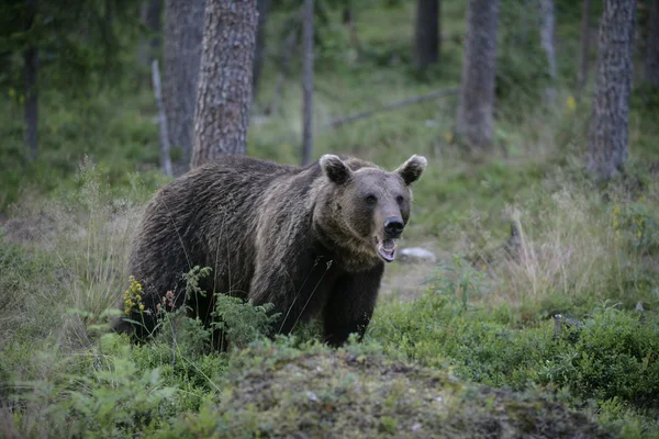 Europejskiej niedźwiedź ursus arctos arctos — Zdjęcie stockowe