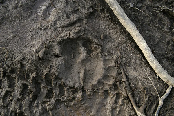 Europeisk brunbjörn, ursus arctos arctos — Stockfoto