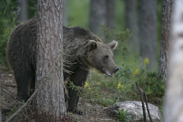 欧洲棕色的熊，熊山 — 图库照片