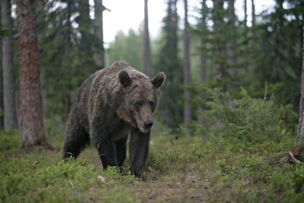 Európai barna medve, ursus arctos arctos — Stock Fotó