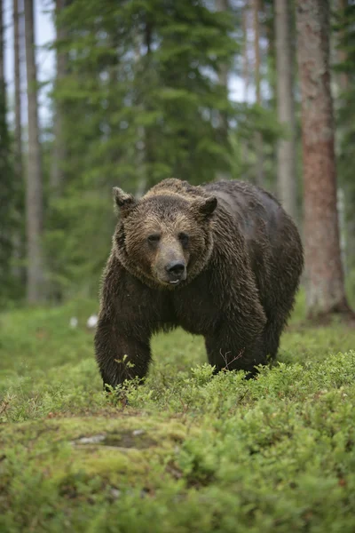 Európai barna medve, ursus arctos arctos — Stock Fotó