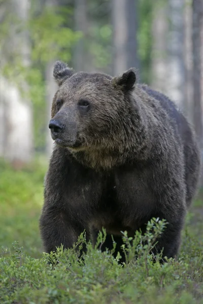 Europeisk brunbjörn, ursus arctos arctos — Stockfoto