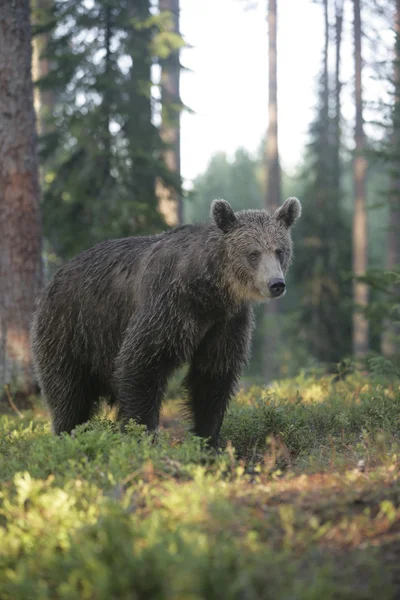 Europejskiej niedźwiedź ursus arctos arctos — Zdjęcie stockowe