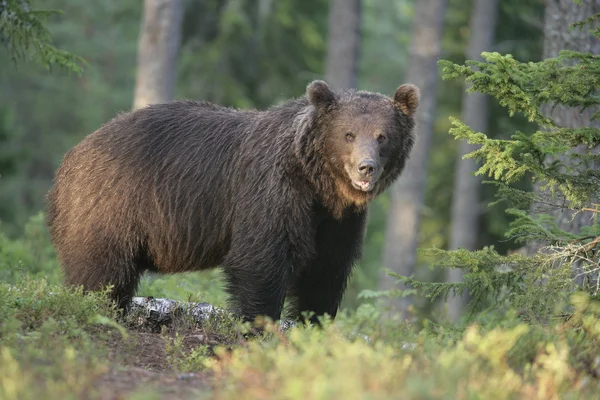 Urso pardo europeu, Ursus arctos arctos — Fotografia de Stock