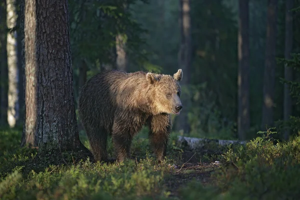 Európai barna medve, ursus arctos arctos — Stock Fotó