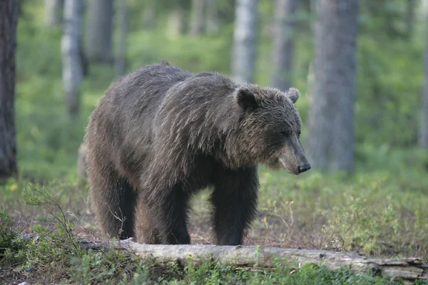 Europese bruine beer, de ursus arctos arctos — Stockfoto