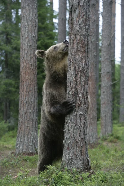 Europese bruine beer, de ursus arctos arctos — Stockfoto