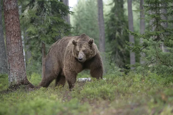 Europäischer Braunbär, ursus arctos arctos Stockfoto