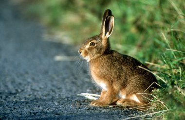 Brown hare, Lepus europaeus clipart