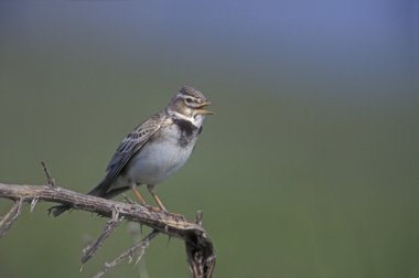boğmaklı toygar, melanocorypha calandra