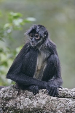 Orta Amerika örümcek maymun ya da geoffroys örümcek maymun, atele