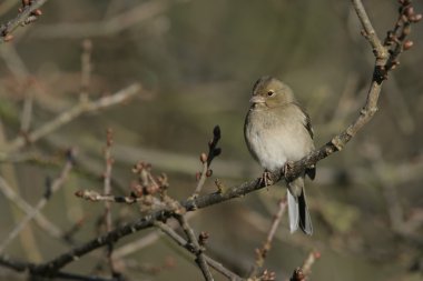 ispinoz, ispinoz coelebs