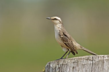 Tebeşir kaşlı bülbülü, mimus saturninus