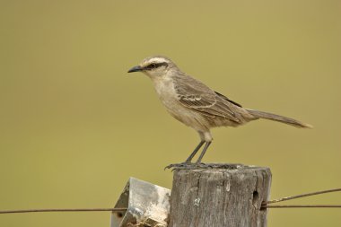 Tebeşir kaşlı bülbülü, mimus saturninus