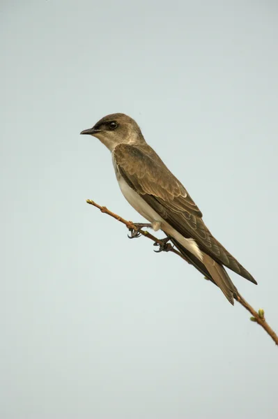 Martino dal petto marrone, Progne tapera , — Foto Stock