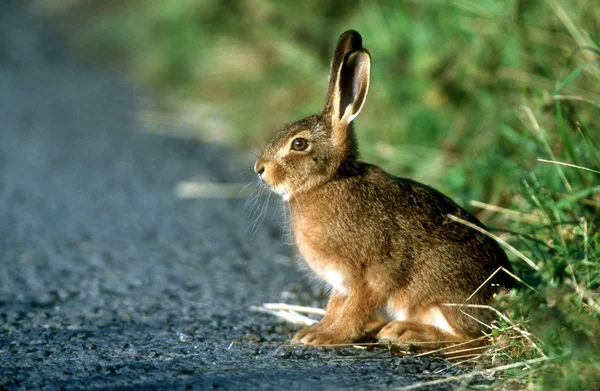 Feldhase, Lepus europaeus — Stockfoto