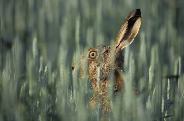 갈색 들 토끼, 토끼 europaeus — 스톡 사진