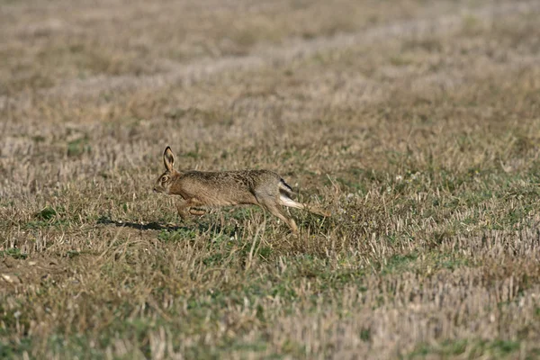 Коричневый заяц, Lepus europaeus — стоковое фото