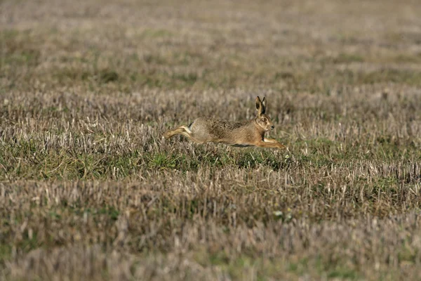 Zając brązowy, lepus europaeus — Zdjęcie stockowe