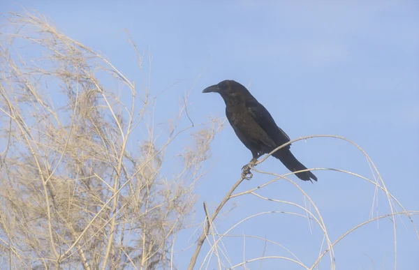 Corvo de pescoço castanho, Corvus ruficollis — Fotografia de Stock