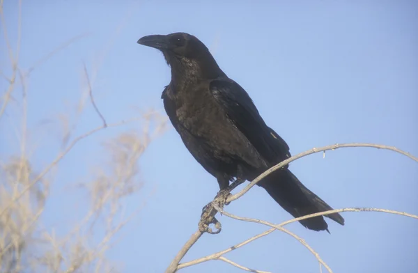 Коричневошейный ворон, Corvus ruficollis — стоковое фото