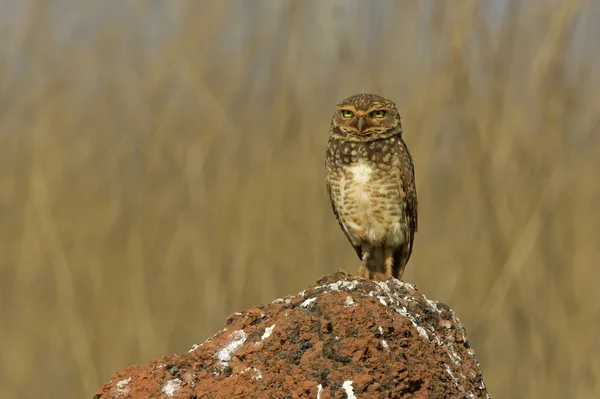 Ночная сова, Spotyto cunicularia — стоковое фото