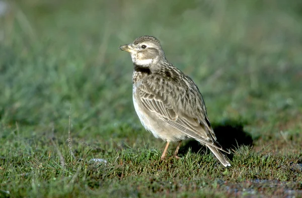 Calandra skřivan, melanocorypha calandra — Stock fotografie