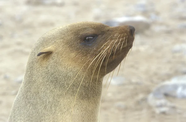 Cape fur seal, Arctocephalus pusillus — Stock Photo, Image