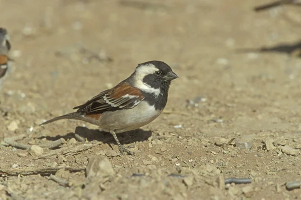 Kaap sparrow, passer melanurus — Stockfoto