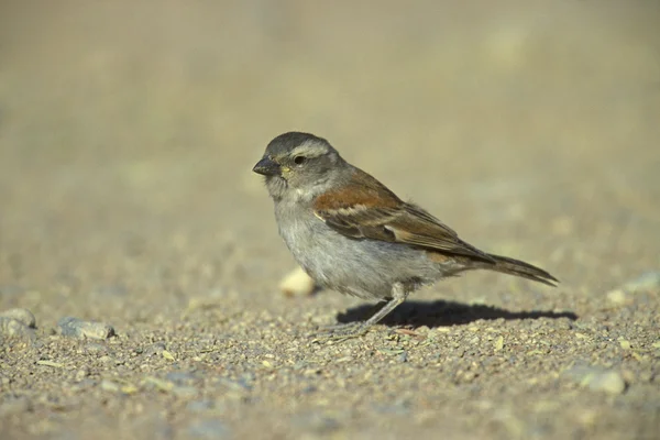 Kaap sparrow, passer melanurus — Stockfoto