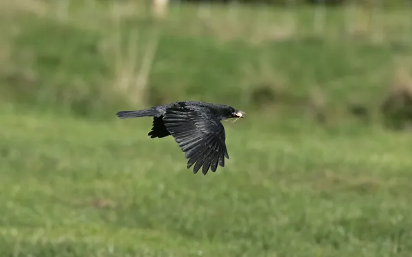 Cuervo de Carrión, Corvus corone —  Fotos de Stock