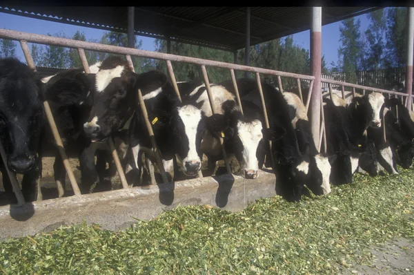 Cattle feeding — Stock Photo, Image