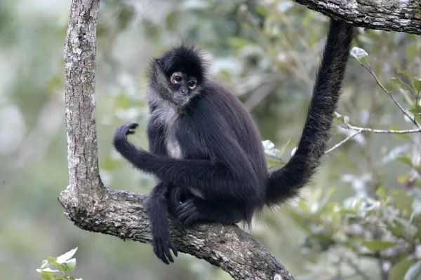 Macaco-aranha da América Central ou macaco-aranha Geoffroys, Atele — Fotografia de Stock