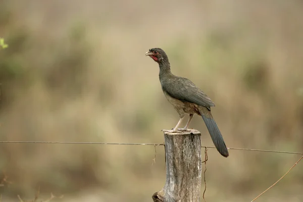 Chaco chachalaca, Ortalis canicollis — Stock fotografie