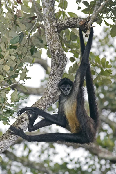 Macaco-aranha da América Central ou macaco-aranha Geoffroys, Atele — Fotografia de Stock