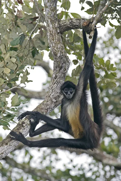 Centralamerikanska spider monkey eller geoffroys spider monkey, atele — Stockfoto