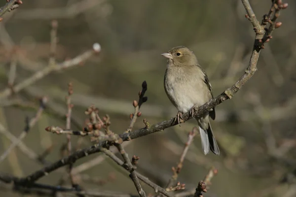 Zięba, fringilla coelebs — Zdjęcie stockowe