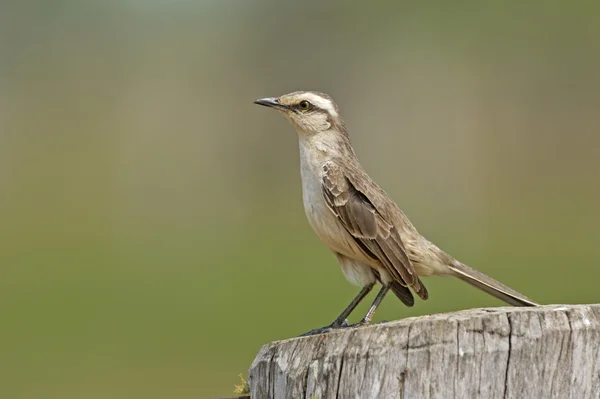 Krita-browed mockingbird, mimus saturninus — Stockfoto